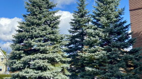 Three blue spruce trees.