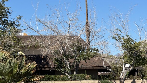 "Zombie tree"