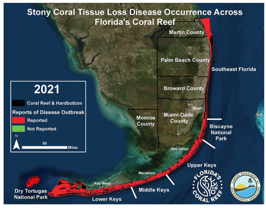 Since 2014, stony coral disease, which infects reef-building corals, has spread from Virginia Key across Florida's reef tract and to the Caribbean.