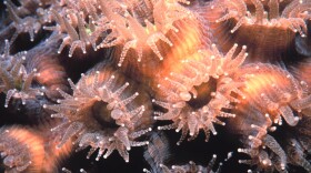 Coral polyps on Molasses Reef, Florida Keys National Marine Sanctuary.