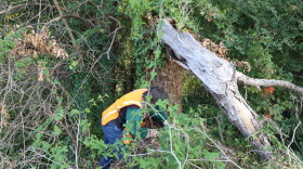 Ruth Amundsen works to remove ivy on a tree off of Tidewater Drive in Norfolk on Sunday, Oct. 18, 2026.