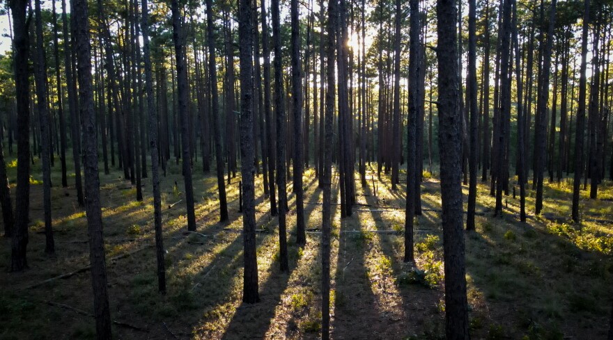 Longleaf pine. Weymouth Woods. Sept. 2021