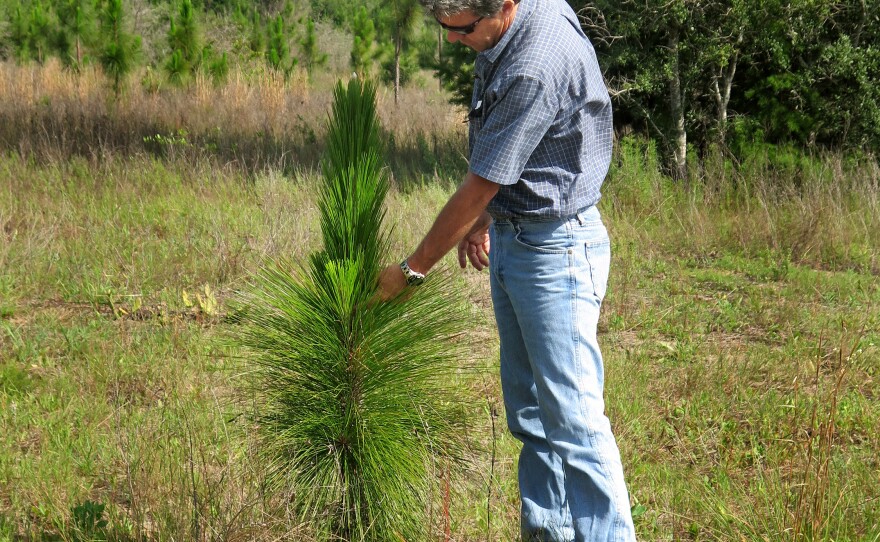 Matt Aresco, a biologist and director at Nokuse, points to one of the millions of longleaf pines crews have planted on the plantation. Longleaf pines once covered about 40 million acres across the South. By the 1930s, all of those original trees were cut down.