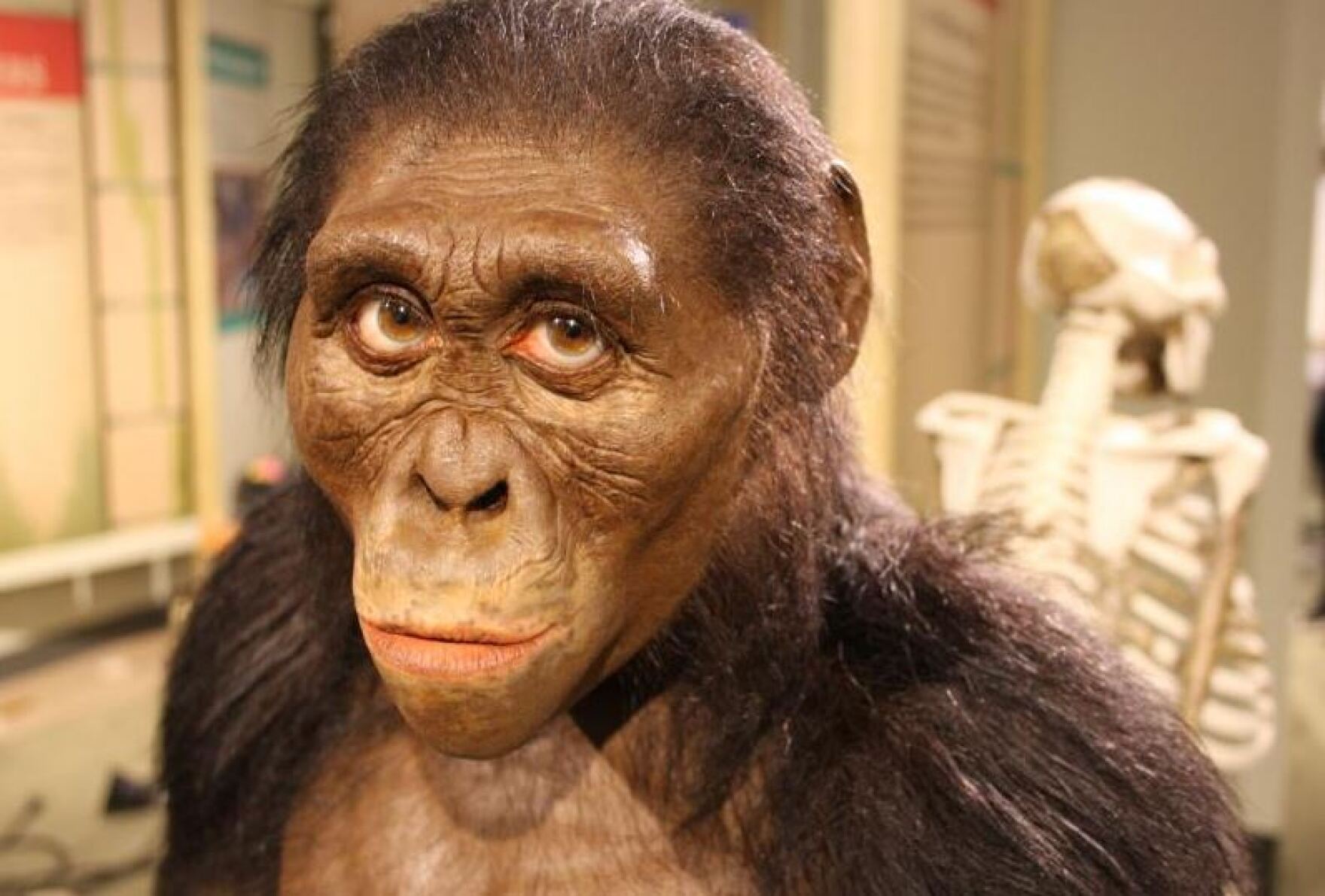 The Discoverer of 'Lucy' Returns to Cleveland to Recount Fossil's