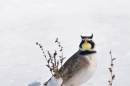 A bird with a brown back, white chest, yellow throat, and strong black-and-white facial markings stands in a snowy area. It has two small black tufts of feathers on each side of its head.