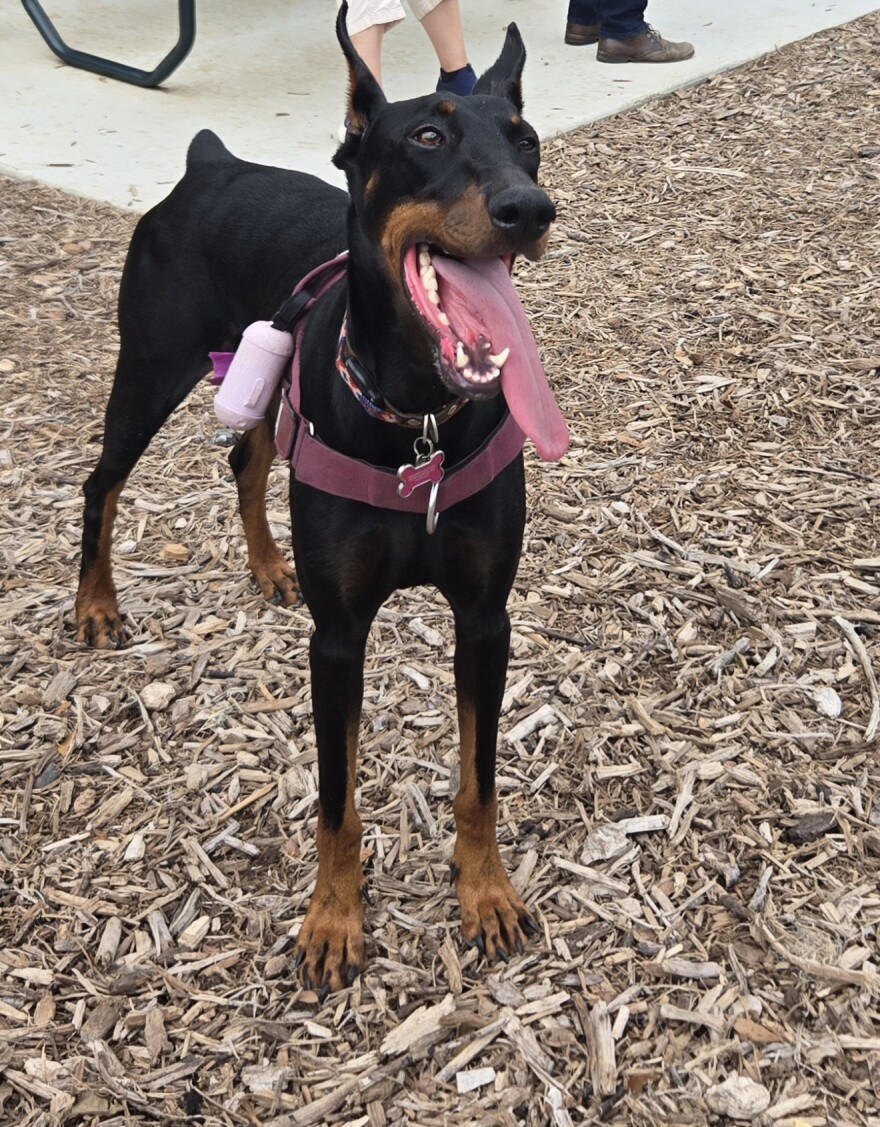 Xena turned out for the opening of the city's 21st dog park in June in Beacon Hill, north of downtown