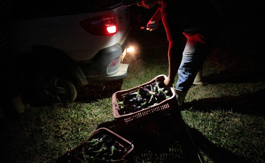 Eggplants are loaded into Rafael Duckur's truck at night in Morungaba.