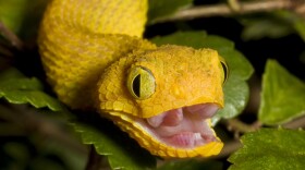 Next time you run into an African bush viper like this one, be thankful for your forward-facing eyes.