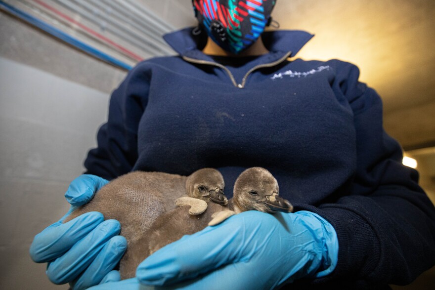 Two baby penguins sit in the gloved hands of an employee.