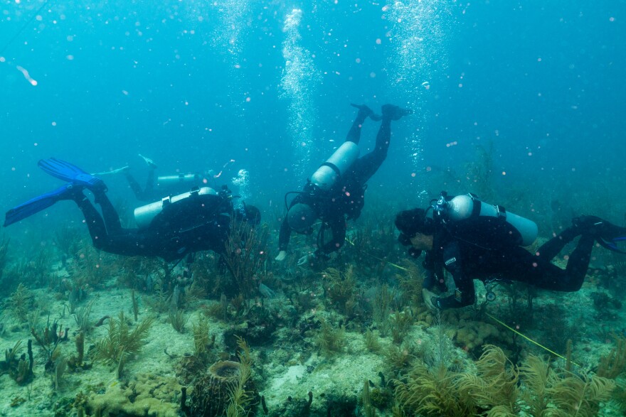 A team of researchers from University of Miami's Rosenstiel School of Marine, Atmospheric, and Earth Science planted the first internationally crossbred coral in Florida's Biscayne Bay.