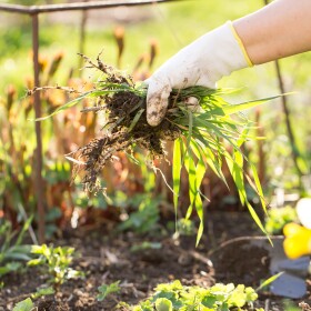 A gloved hand pulls a clump of grass weeds with roots intact from a garden bed, with soil and plants visible in the background.