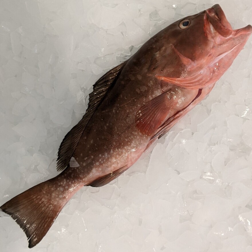 red grouper fish on ice