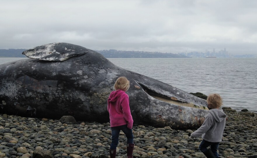 In a scene from the upcoming quar-horror movie Isolation, two children confront the body of a dead whale discovered on a beach.