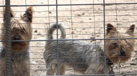 More Indiana communities are taking a stance against puppy mills. U.S. Humane Society Indiana State director Samantha Morton said several cities have passed ordinances aimed at pet stores that source from puppy mills.
