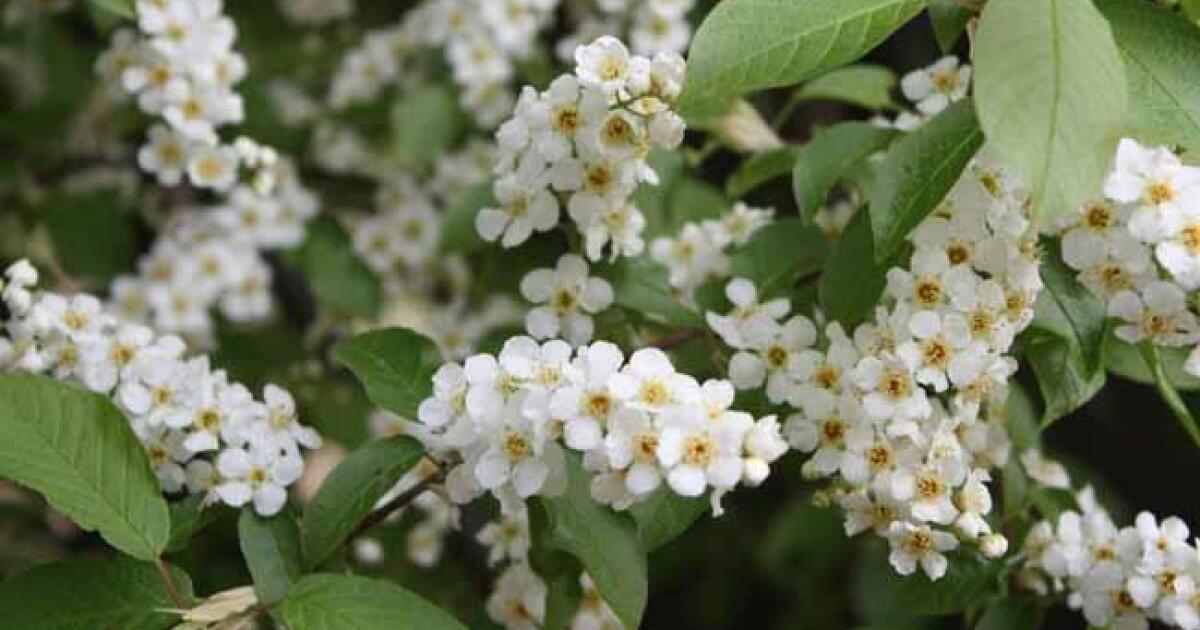 Invasive Chokecherry trees should be removed from Alaska, say foresters
