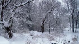 Photo of wooded area covered with snow. 