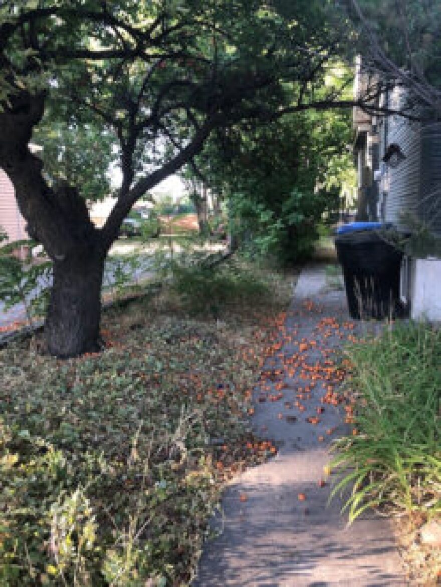 Apricot tree with falling fruit on the ground