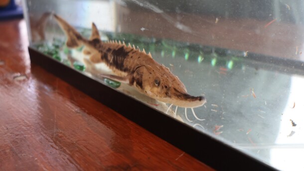 Courage, a 9-month old sturgeon swims in a small tank