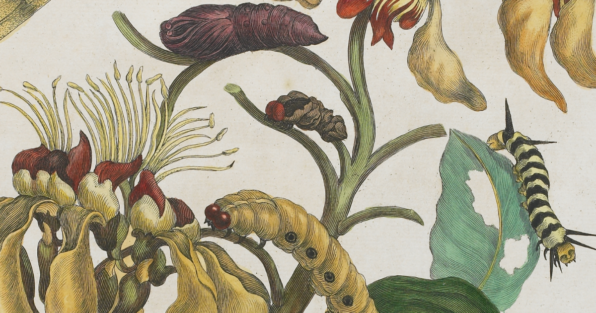 Outdoors with Coggin Heeringa: Chorus of Flowers and Insects