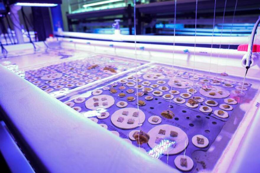 A nursery for baby corals, which University of Miami researchers created by cutting up existing adult corals, lies under a UV lamp in a wet lab at the UM Rosenstiel School of Marine, Atmospheric, and Earth Science complex at Virginia Key.