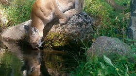 Mountain lion drinking from a spring. Photo by David Niels via Wild Nature Media.