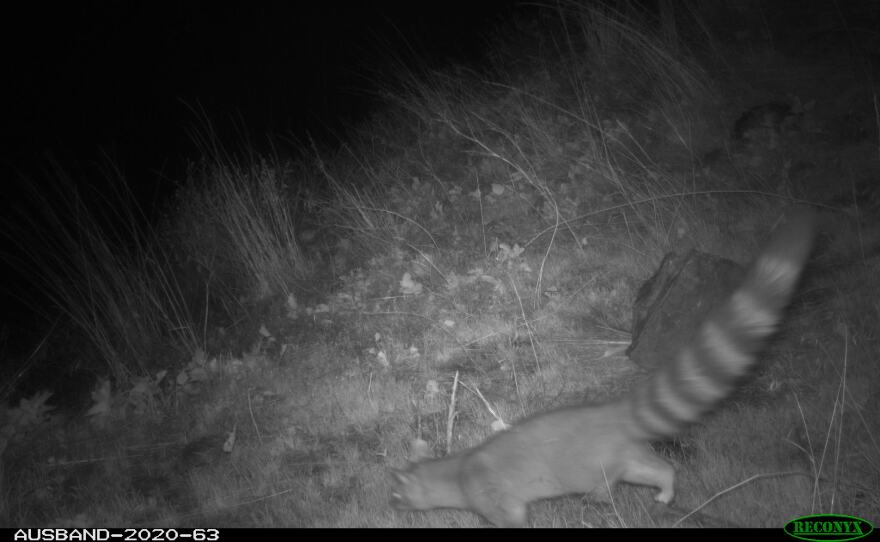 The full body of a ringtail is seen walking by the camera, at night. Its distinctive ringed black and white tail is as long as the rest of its body. The background is a bit blurry, it looks like it is in the middle of grass and bushes. 