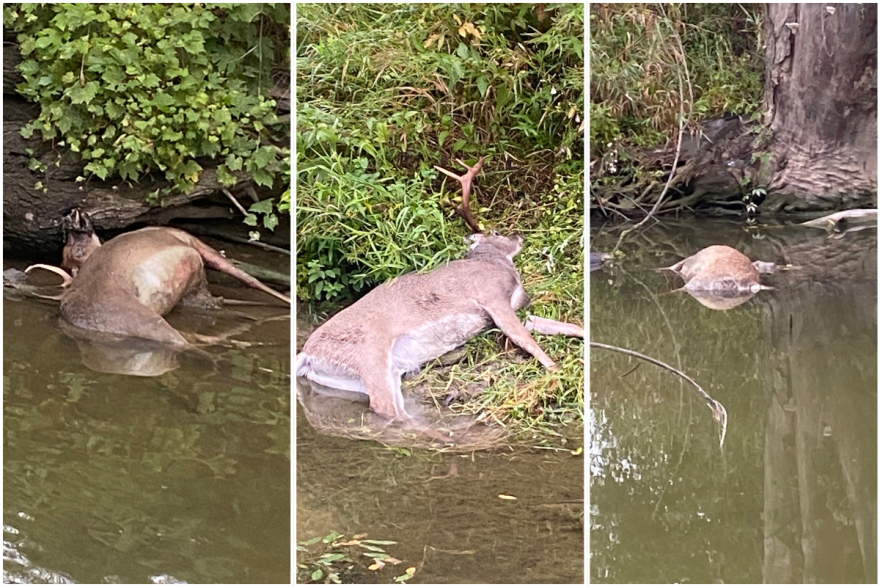Images of three deer found dead in the Cass River in Saginaw County. The Michigan Department of Natural Resources suspects epizootic hemorrhagic disease, or EHD.
