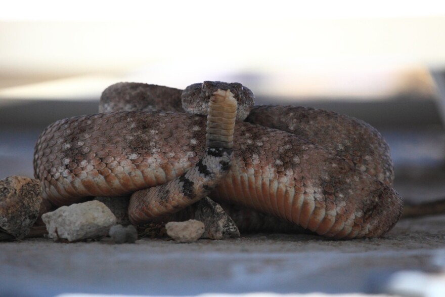 Rattlesnakes might not actually be as close by as you think.