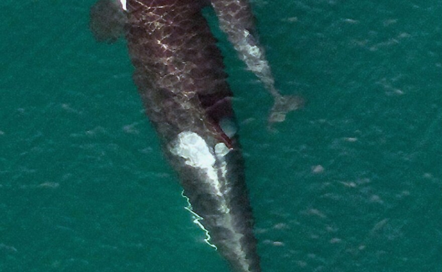 A drone captures this image of a newborn orca.