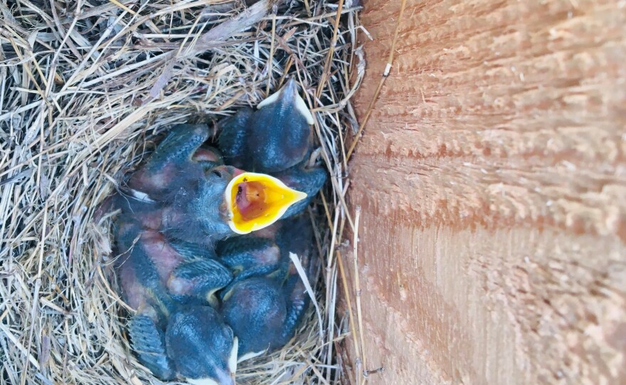2.11.21_babybirds_KellyHunt.jpg