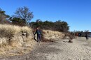 Volunteers begin transplanting beach grass from an eroding dune at Popham Beach state park.