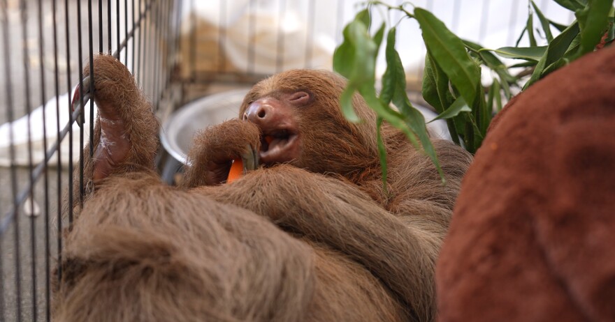 This still image from a video shows Bandit at the Central Florida Zoo & Botanical Gardens in Sanford. The young two-toed sloth -- one of 13 survivors from the planned Sloth World attraction -- had to be euthanized on Wednesday.