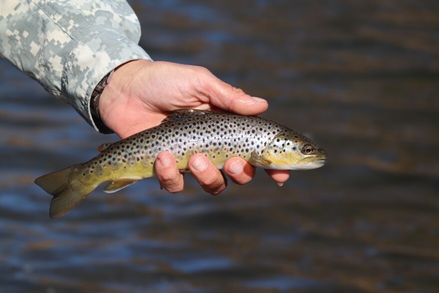 An angler holds a small doted fish above a river.