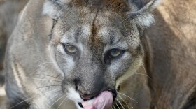 A young Florida panther struck by a vehicle in the Fort Myers area is now a conservation ambassador for ZooTampa at Lowry Park. The facility played a key role in the panther’s survival and has provided him a permanent home.