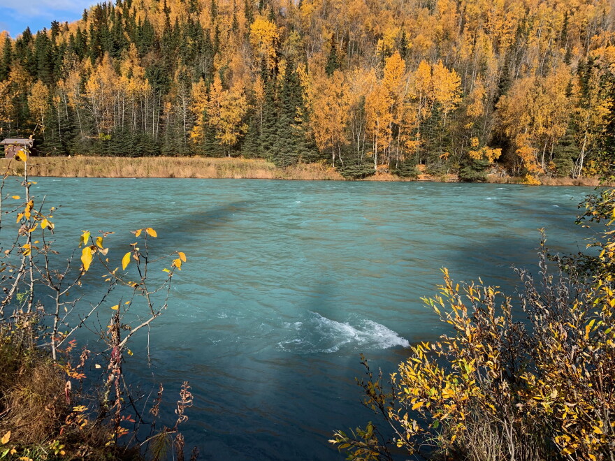 Autumn foliage frams the Kasilof River on Saturday, Oct. 3, 2020 in Kasilof, Alaska.