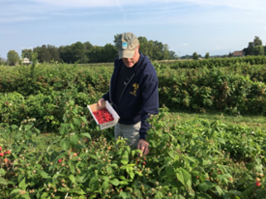 Ralph Gardner Jr. picking raspberries at Samascott Orchards in Kinderhook, NY