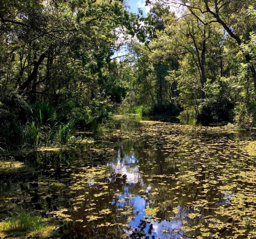 From “Saving America’s Amazon”