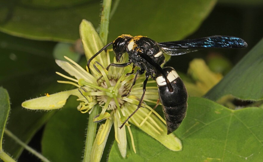 A monobia quadriden, or our-toothed mason wasp