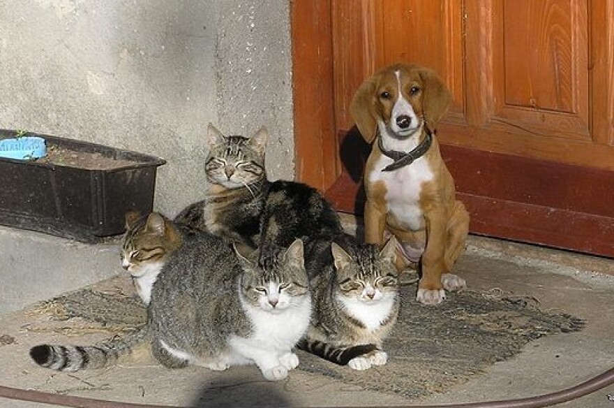 Laughing About Dogs And Cats For A Good Cause Jefferson Public Radio