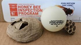 This photo shows a size comparison of an Stage 1 Yellow-legged hornets nest compared to a ping-pong ball.