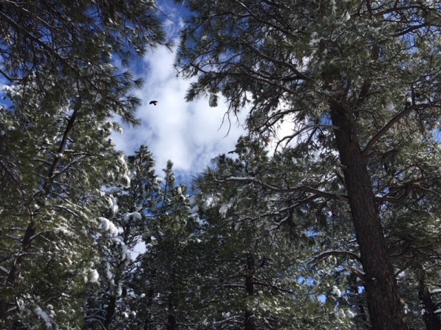 Ponderosa Pine Trees