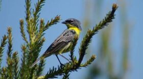 Kirtland's Warbler photo