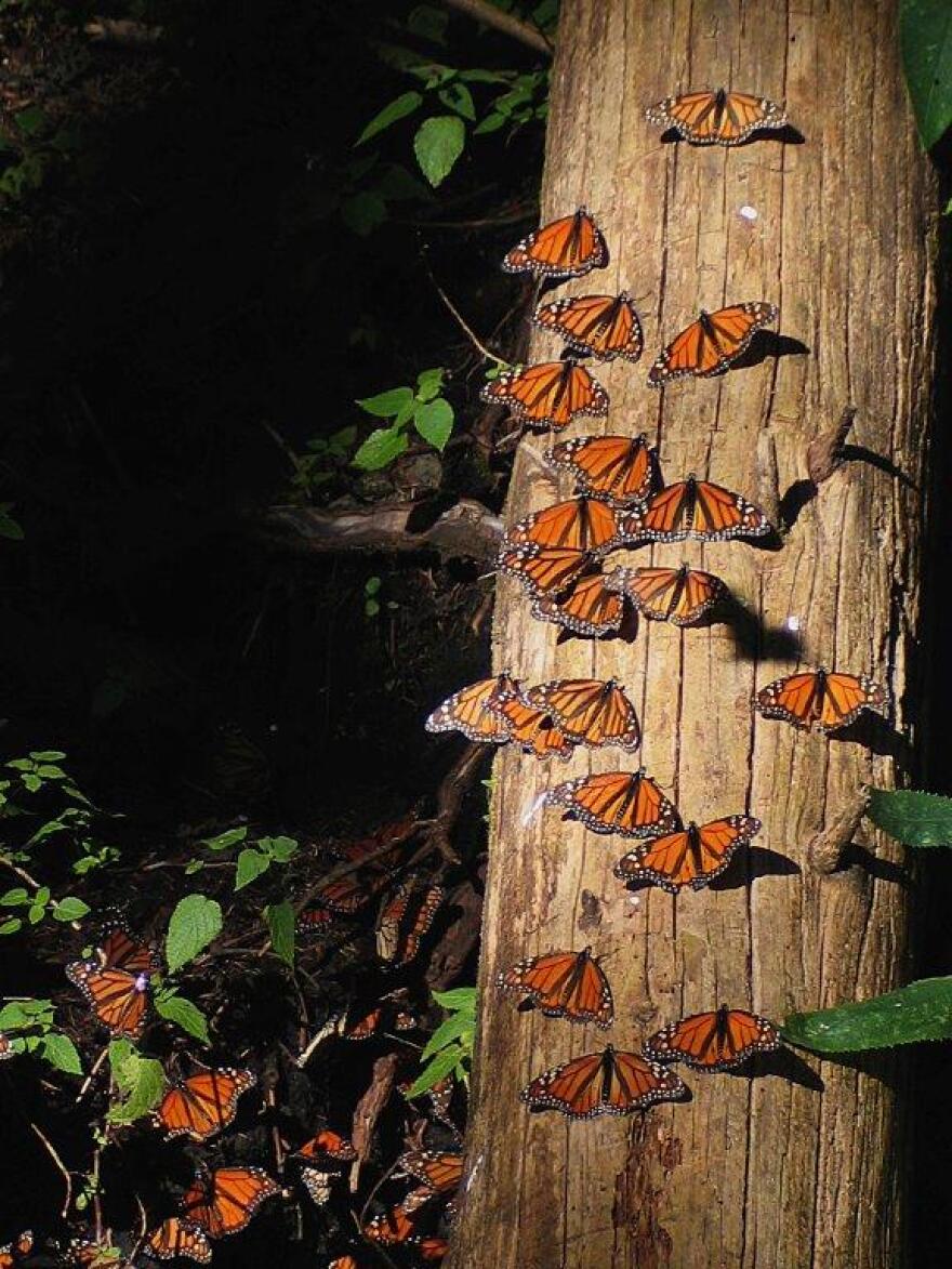 Monarch butterflies.