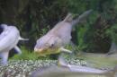A Colorado River razorback sucker fish is shown swimming in a tank at the U.S. Fish and Wildlife Service office in Lakewood, Colo. (Dan Elliott/AP)