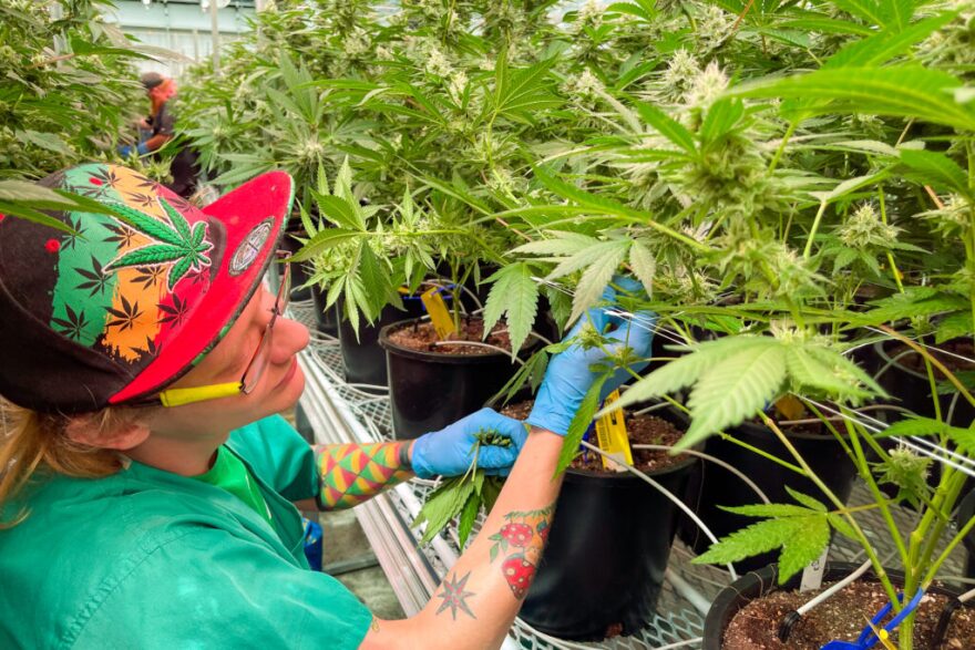 Dyllan Davault, a harvester at Robust Cannabis facility in Cuba, Mo., tends to greenhouse plants on May 2, 2023. (Rebecca Rivas/Missouri Independent).