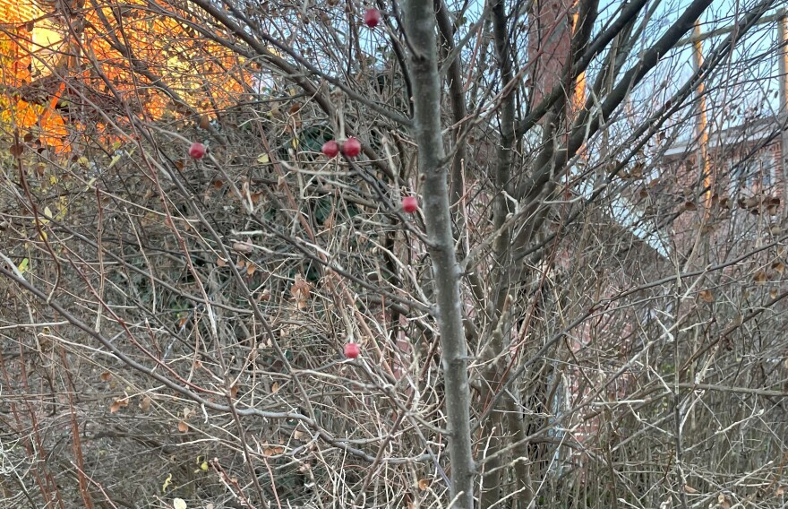 Small red berries are on an autumn olive bush. All the leaves on the plant are gone. A brick building is behind the nearly bare bush