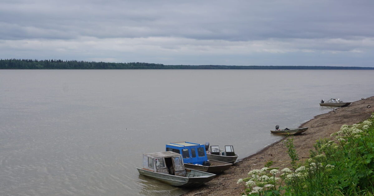 After historic crash, Yukon River’s iconic king salmon run shows early signs of rebound