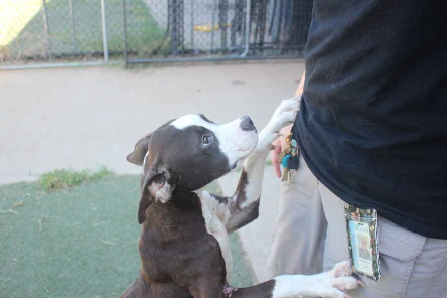 A new rescue dog, excited to see Lead Shelter Officer Samantha Jones and wanting pets.