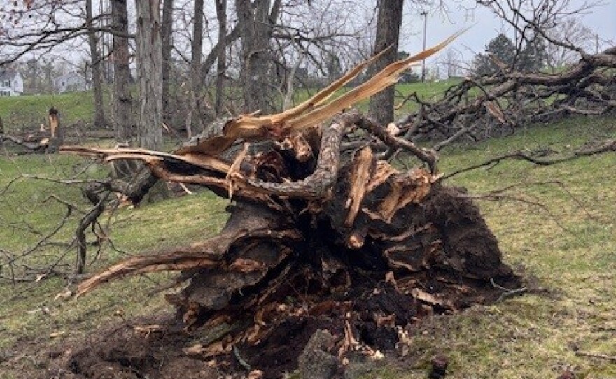 A tree near Veterans Memorial Park in Ann Arbor damaged by the April 2026 tornado.