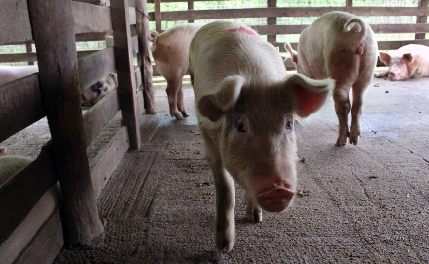 Many farmers that raise hogs - like this one at the Central Hog Market in Osage, Mo. - feel animal rights groups are bringing undue scrutiny on the industry. (Jessica Naudziunas/Harvest Public Media)